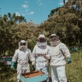 Types of Hives: A Comprehensive Guide for Beginner and Experienced Beekeepers