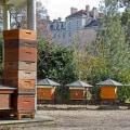 How many hives can you have in an apiary?