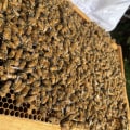 Explore the Exciting World of Beekeeping Tourism