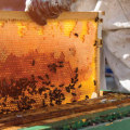 How much honey does 1 hive produce?