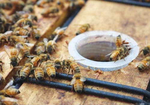 A Beginner's Guide to Feeding Bees