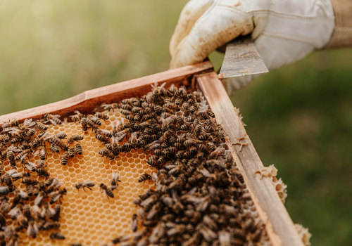 Unleashing the Power of Pollination: The Benefits of Beekeeping