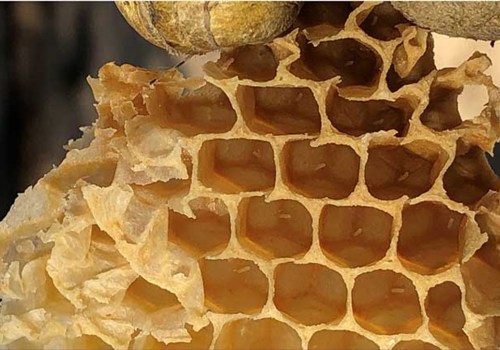 Bee Products for Skincare: Discover the Benefits of Beekeeping