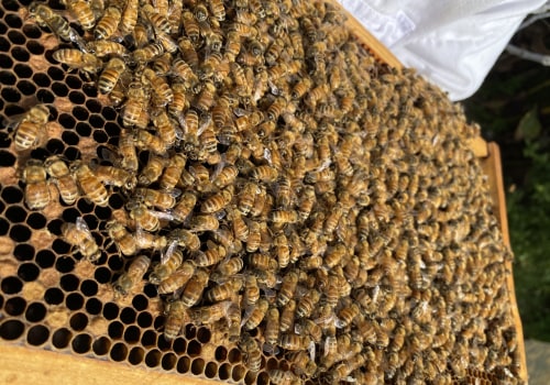 Explore the Exciting World of Beekeeping Tourism