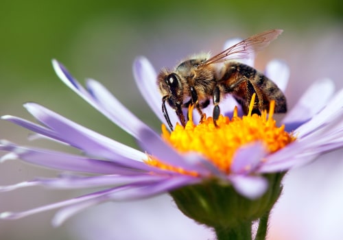 Improving Biodiversity: The Importance of Beekeeping for the Environment
