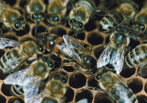 Controlling Pests and Diseases in Beekeeping