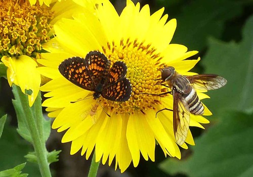 The Importance of Pollination for Crops and Wildflowers