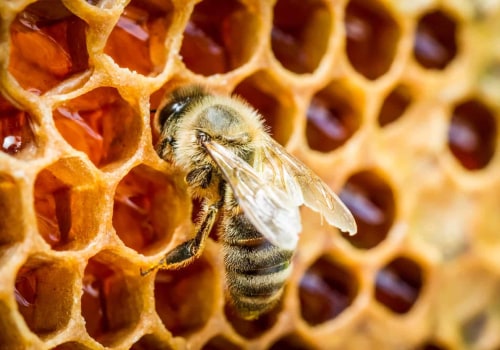 The Basics of Processing and Storing Honey